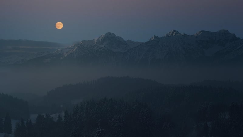 Moonlit Tuxedo